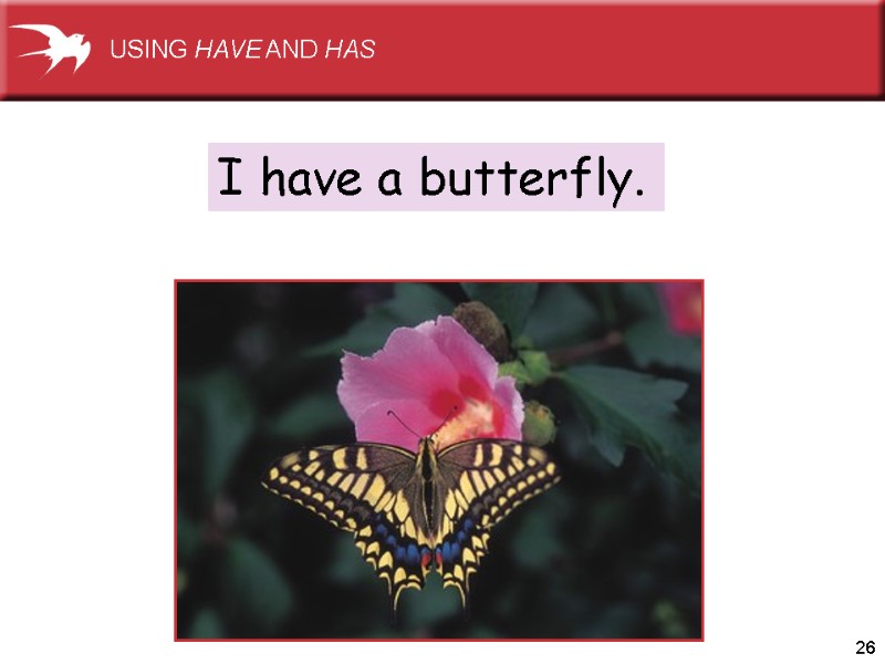 26 I have a butterfly. USING HAVE AND HAS